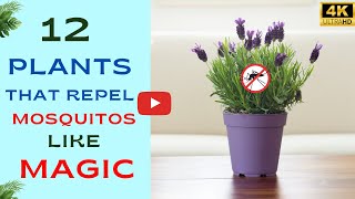 12 Plants That Repel Mosquitos Like Magic | Soil To Sow