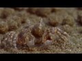 Sand Bubbler Crabs Making Sediment Balls on an Australian Beach (From BBC&#39;s Blue Planet) - HD