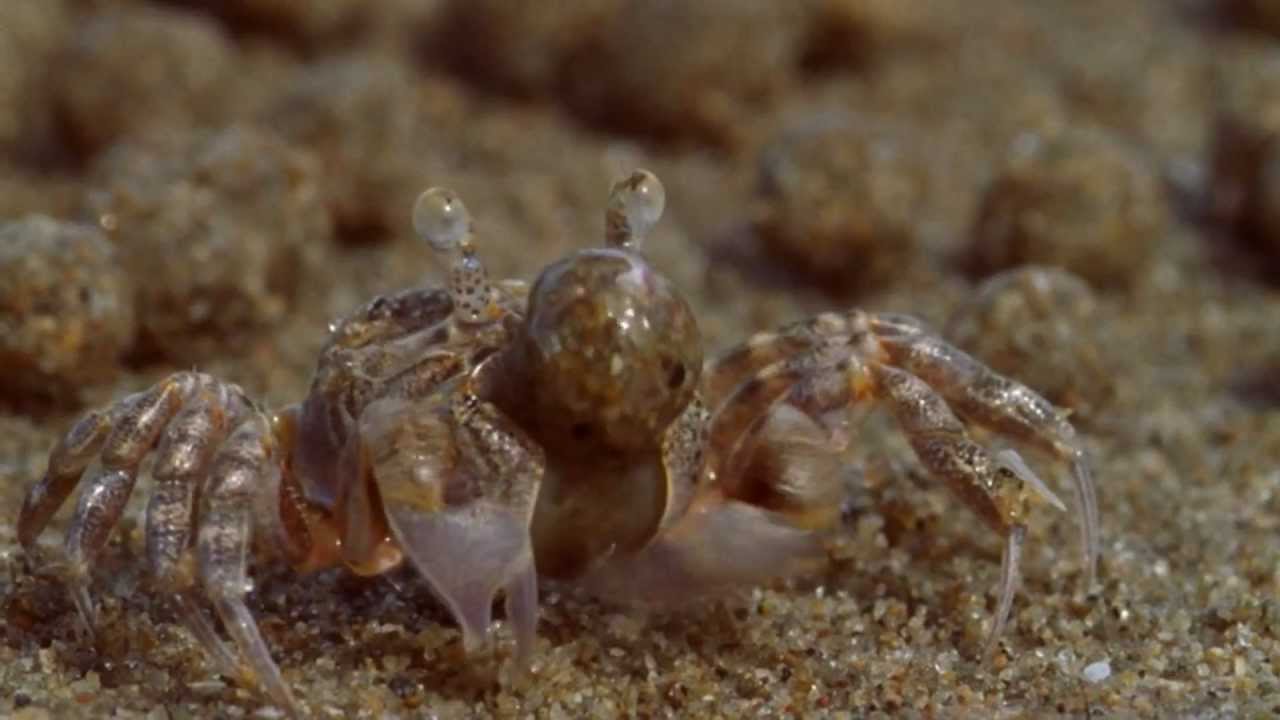 Sand bubbler crabs 'hunt' meiofauna during low tide, producing sand balls while doing so.This humorous footage is part of Blue Planet (episode 3 - Tidal Seas...