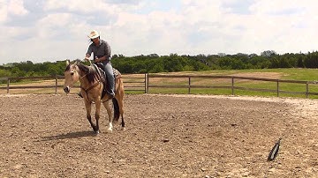 Justa Dry Lady - working the flag with no bridle - Valley View Ranch