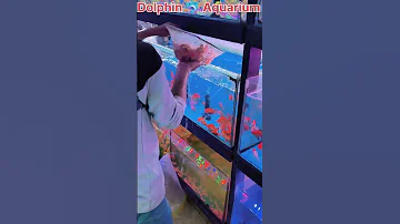 19may2025 Gold Fish Fishmarket Fish Aquariumfishmarket Kurlamarket Aquarium Explore Fishing 