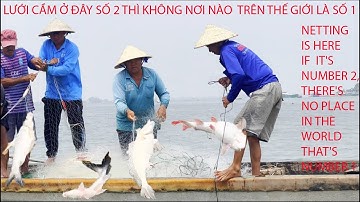 Cá Sửu Khủng, Cá Lăng Khủng, Cá Cóc Khủng Và Rất Rất Nhiều Cá Khủng Khác Nữa #SôngNướcCửuLong