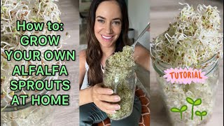 How To Grow Your Own Alfalfa Sprouts At Home | Full Tutorial