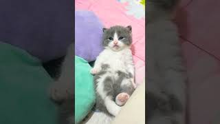 令人满意的甜甜猫