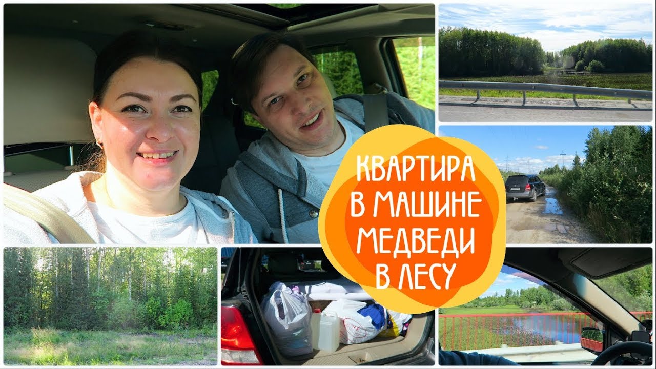 Диски медведи на машине Диски медведи на машине