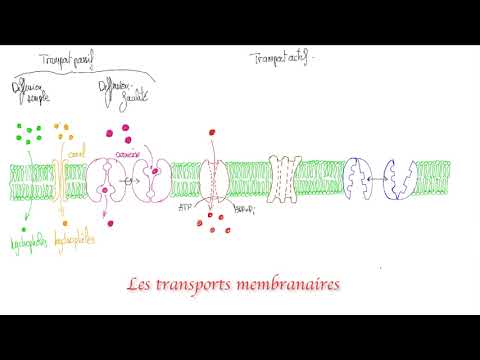 Vidéo: Les aquaporines sont-elles un transport actif ?