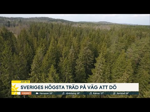 Video: Är sequoiaträd lövfällande?