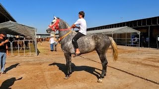 ОТ БОЗОР! КОННЫЙ РЫНОК! HORSE MARKET! AT PAZARI! ЖЫЛКЫ БАЗАР