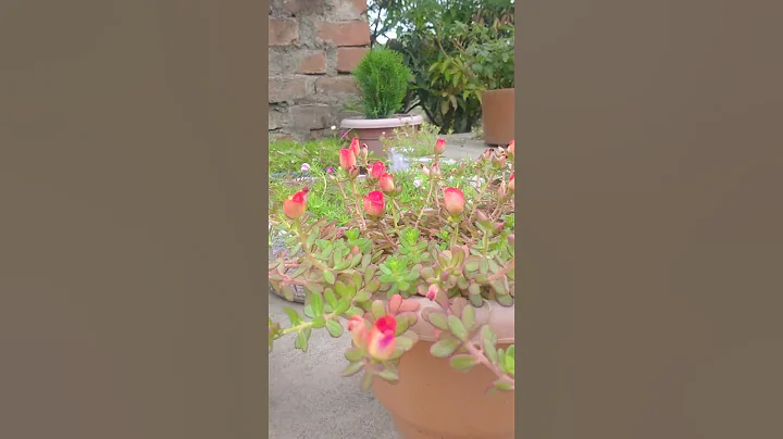 #purslane #purslaneflower#shorts #shagufofficial #plant - DayDayNews
