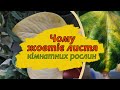 Чому жовтіє та чорніє листя кімнатних рослин Які причини та що робити