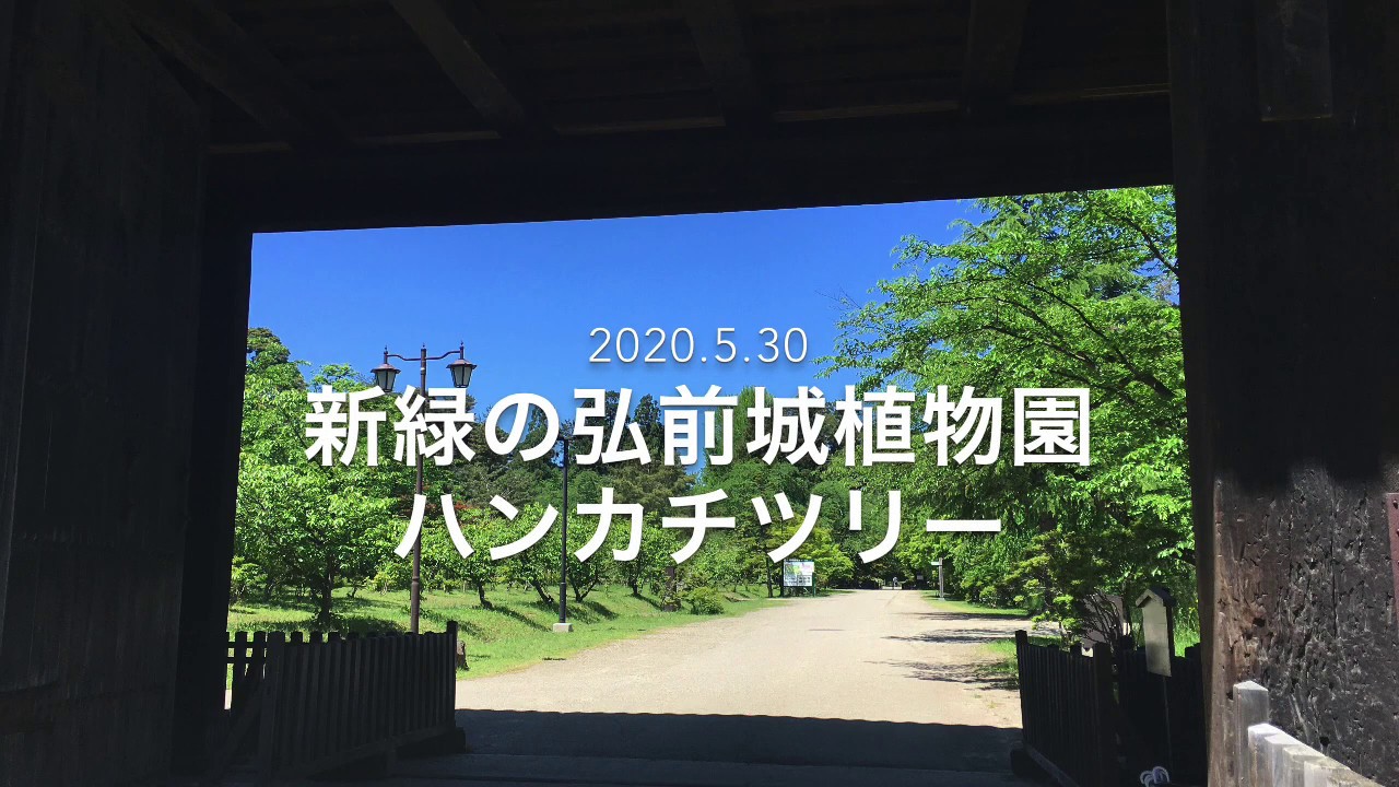 新緑の弘前城植物園 ハンカチツリー 5 30 Youtube