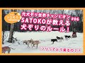 犬ぞり元世界チャンピオン SATOKO先生の犬ぞり講座！ソリの乗り方
