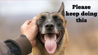 Here's Why Petting a Dog is Good for you