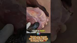“Inilah yang Terjadi Jika Bisa Kobra Masuk ke Daging Mat1‼️” #shorts #viral #viralvideo
