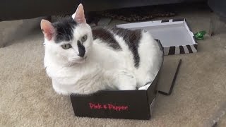 Big Cats in Small Boxes
