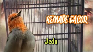 Masteran Burung Kemade Gacor Nembak Panjang Jeda Cocok Buat Pikat