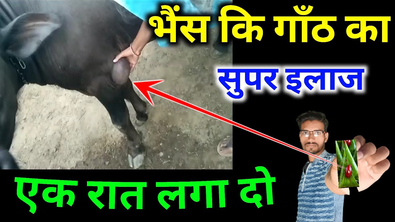 गाय भैंस में गांठ का इलाज || bhains ki ganth ka ilaj | abscess in buffalo treatment |