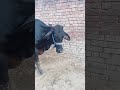 #cowvideos #song