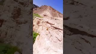 Степной орёл хотел украсть FPV дрон #fpv #fpvvideo #cinematic #казахстан #орёл #путешествие #река
