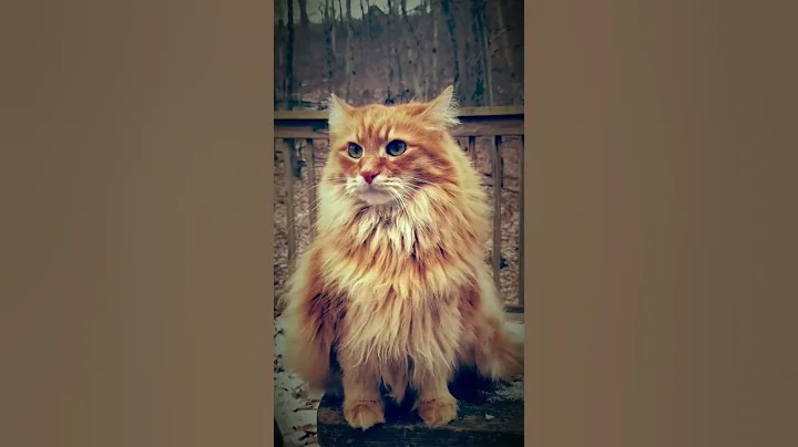 Video 2912081: ginger cat maine coon, gorgeous maine coon cat