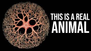 What Exactly is: Gorgon Head | The Peculiar Basket Star