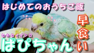 セキセイインコのパピコの成長　2　～はじめてのごはん～ #5