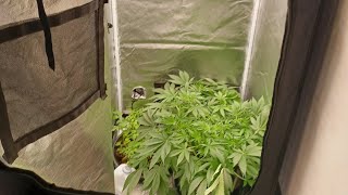 Week 9 Spider Farmer G3000 series medical marijuana Gorilla Cookies from Pure Instinto Seeds 12/12