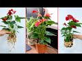 FULL VIDEO: + 06 Effective ways to grow - propagate Anthurium flowers at home