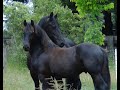 Purebred Friesian Colt .. Friesian Horses