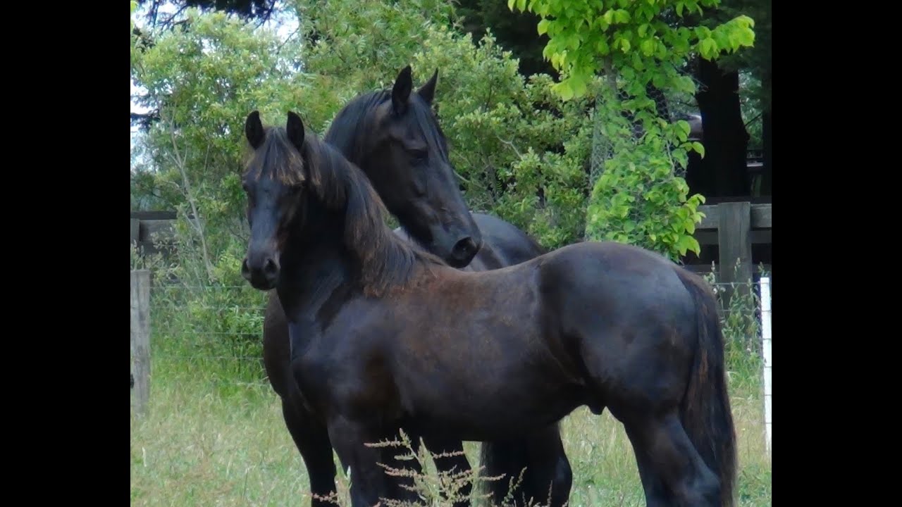 Purebred Friesian Colt For Sale .. Friesian Horses - YouTube