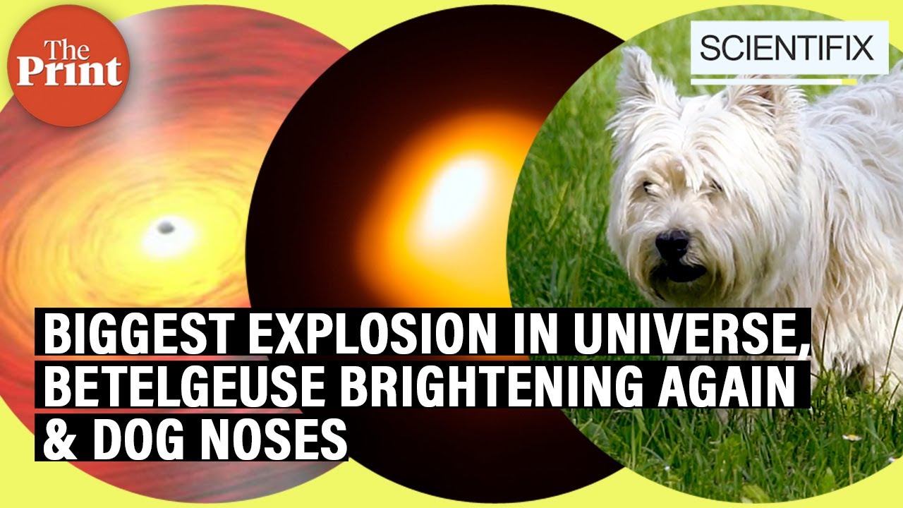 Biggest explosion since Big Bang, Betelgeuse star brightening again & dog noses