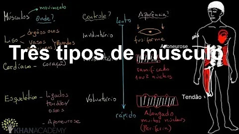 Qual a diferença entre o músculo liso e os estriados?