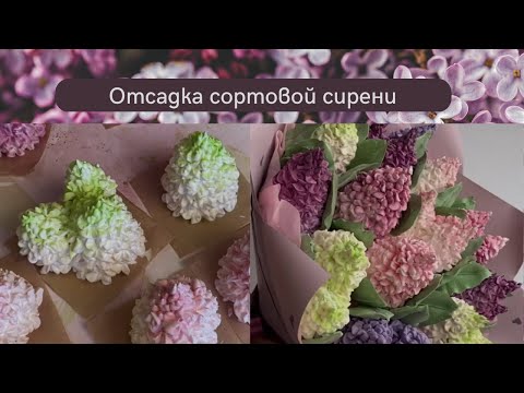 Отсадка Сортовой Сирени Из ЗефираDeparture Of The Varietal Sirens Of The Marshmallow