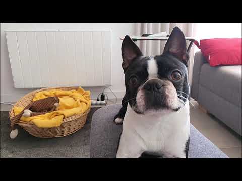 Video: Boston Terrier: Maelezo Ya Kuzaliana, Hakiki Za Wamiliki