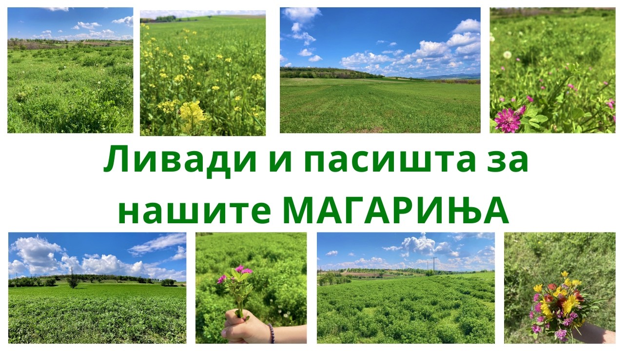 🌿Ливади и пасишта за нашите магариња🫏 | Фармата на TEO 🍀🌸