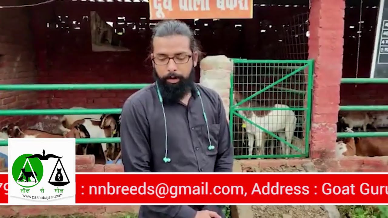 Goat Farm Goat for sale Barbari Bakri Goat meat farm near me