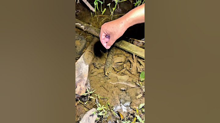 Mancing gak perlu pakai umpan, udah bisa dapat ikan babon 😂👆 #shorts #fishing