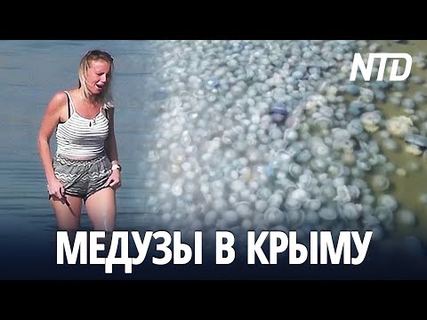 Нашествие медуз в Крыму портит отдых туристам