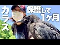 【保護カラス】1ヶ月ノースサファリにやってきてからの成長記録 Protected crow growth record３