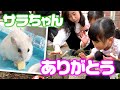 ありがとうサラちゃんさようなら サラちゃんが虹の橋を渡りました ☆ Saaaaaya