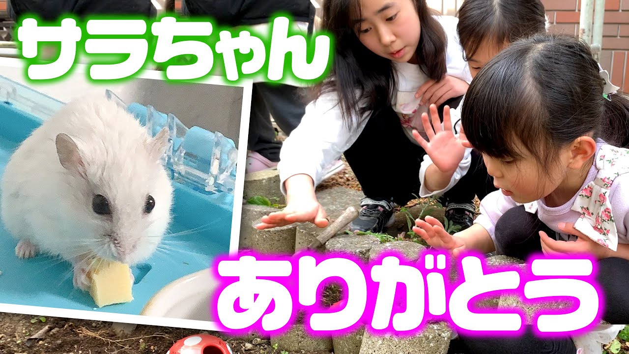 ありがとうサラちゃんさようなら サラちゃんが虹の橋を渡りました