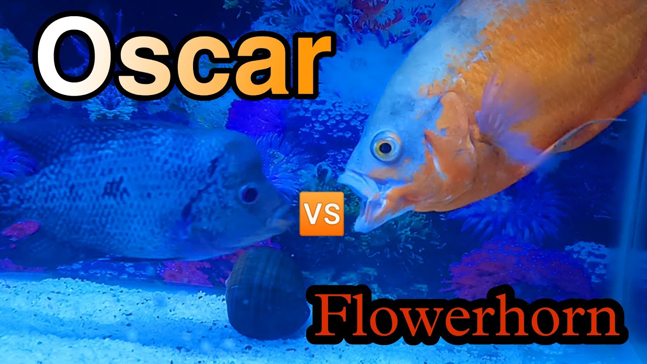 Oscar vs flowerhorn / Fight video of oscar and flowerhorn YouTube