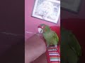 Loro bailando // dancing parrot