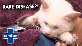 Owners Fear Losing Second Cat To Rare Disease! | Bondi Vet