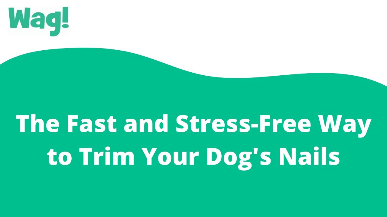How to Trim Your Dog's Toenails, A Quick Tutorial