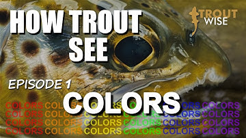 How Trout See : Colors