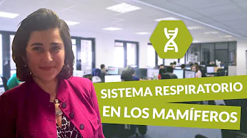 ¿Cómo es la respiración de los mamíferos?