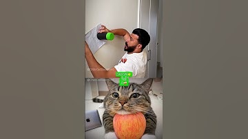 Give this video a title (wrong answers only) #cat #meme #funny