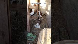 fancy big size jakit pigeon 🕊️ jakit kabutar 🕊️ fancy pigeon 🕊️ kabutar 🕊️ video #shortsfeed #shorts