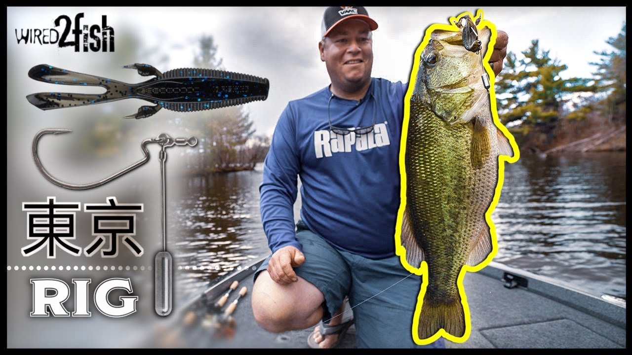 How to Catch Bass  Easy Bass Fishing Tips - Wired2Fish